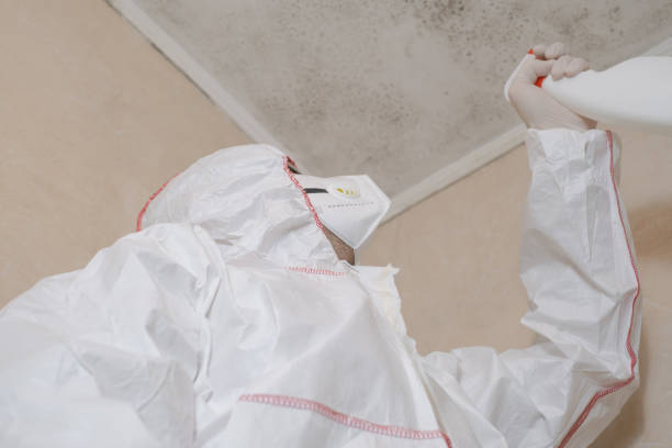 Best Black Mold Removal  in Rio Pinar, FL